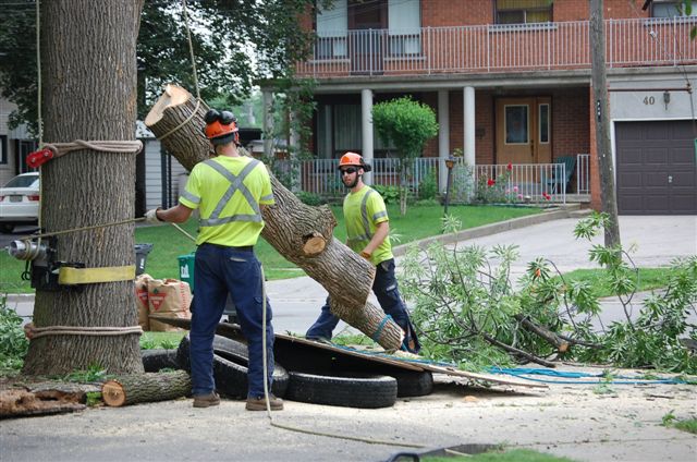 Tree Service