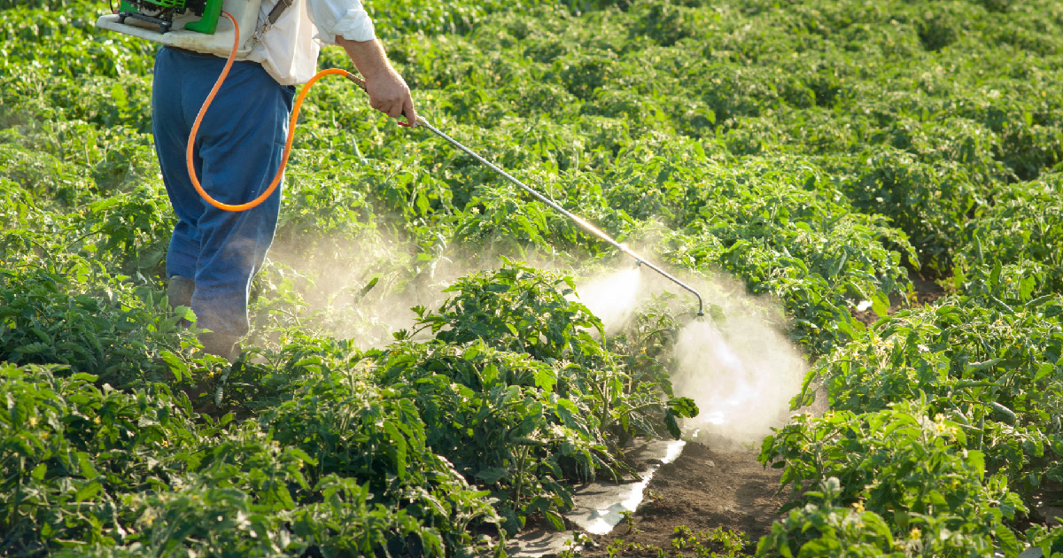 chlorpyrifos pesticides