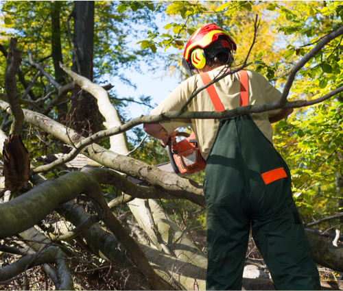 tree evacuation administration