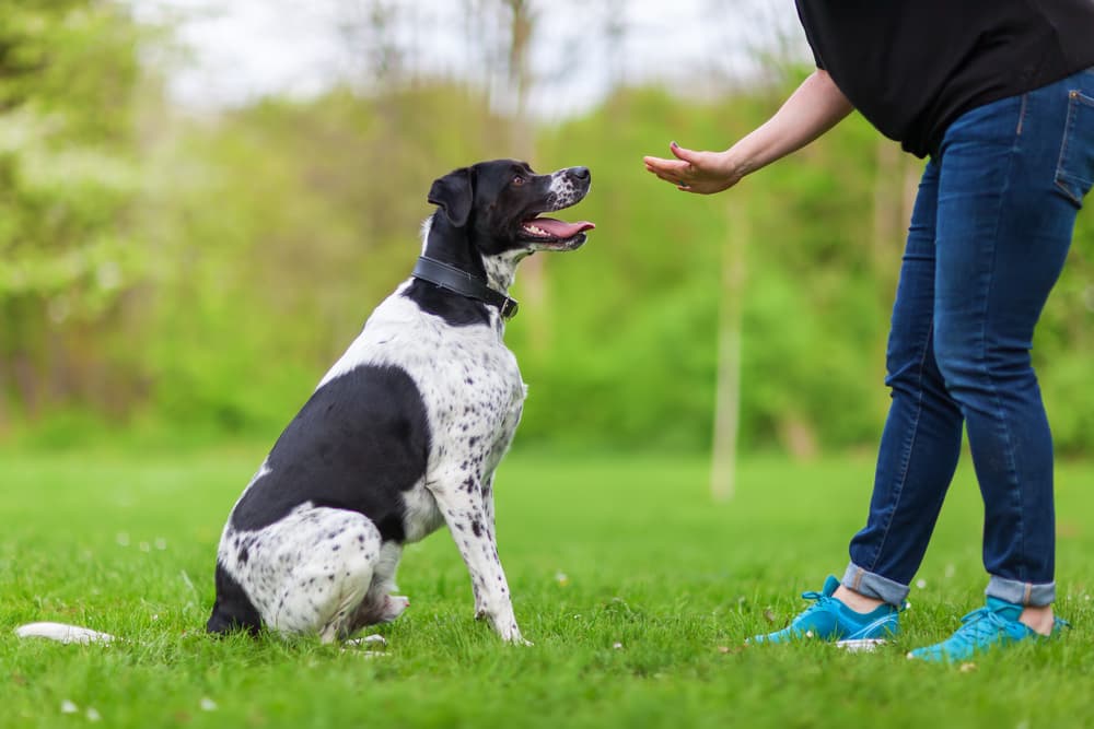 Dog Brain Training